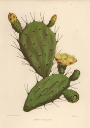 Oosterse vijgcactus, Opuntia ficus-indica (Opuntia vulgaris)